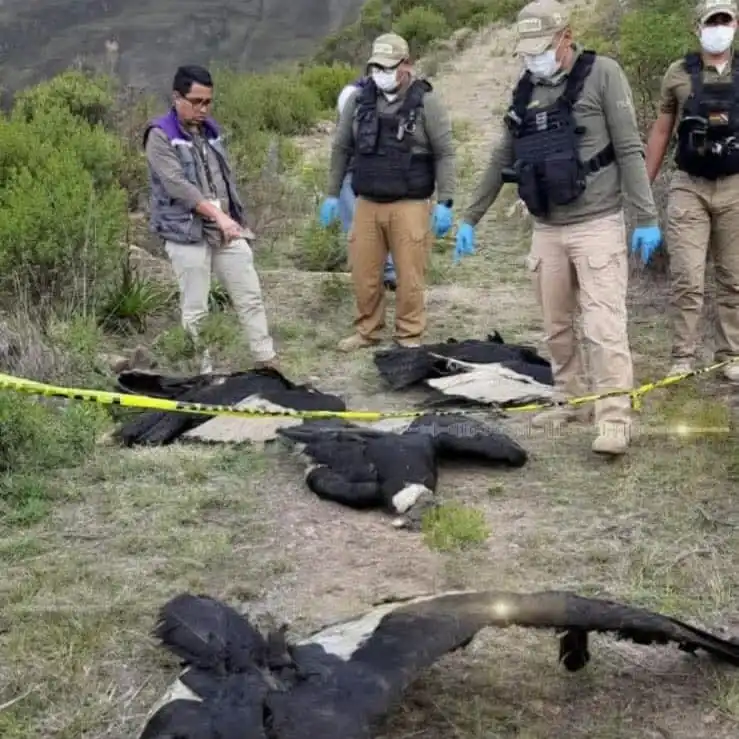 Investigan la muerte por envenenamiento de cuatro cóndores