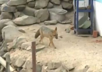 Un zorro criado como perro tiene en vilo a la capital de Perú