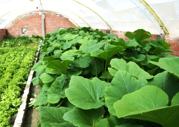 Achocalla