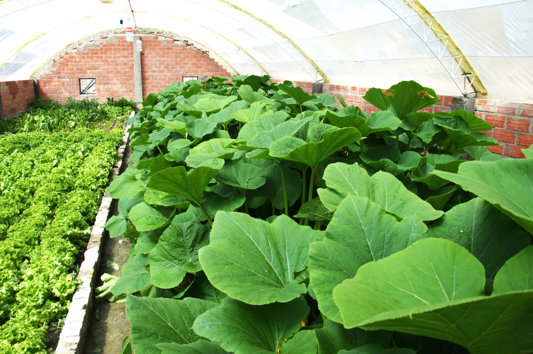 Achocalla