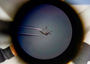 aedes_aegypti.jpg