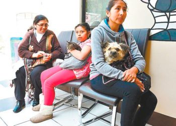 Las cirugías serán en la Casa de la Mascota de La Paz.
