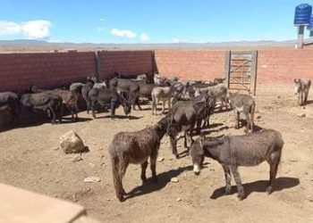 Vecinos denuncián matadero clandestino de burros. Foto: SOY BOLIVIA TV