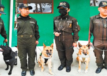 Tras cumplir sus años de servicio en la Policía Boliviana, los canes serán dados en adopción.