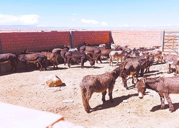 Defensa del Consumidor halló un matadero de burros en Sica Sica.