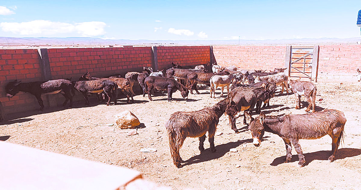 Defensa del Consumidor halló un matadero de burros en Sica Sica.