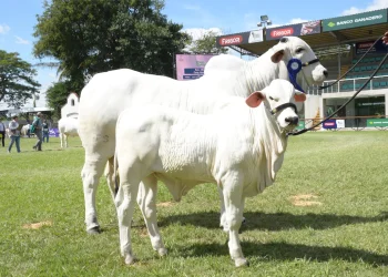 Asocebú