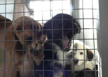 Al menos 35 mascotas, entre perros y gatos, fueron decomisados en la feria 16 de Julio. FOTO: GAMEA