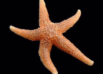 Señales químicas inhiben el apetito en estrellas de mar como en humanos