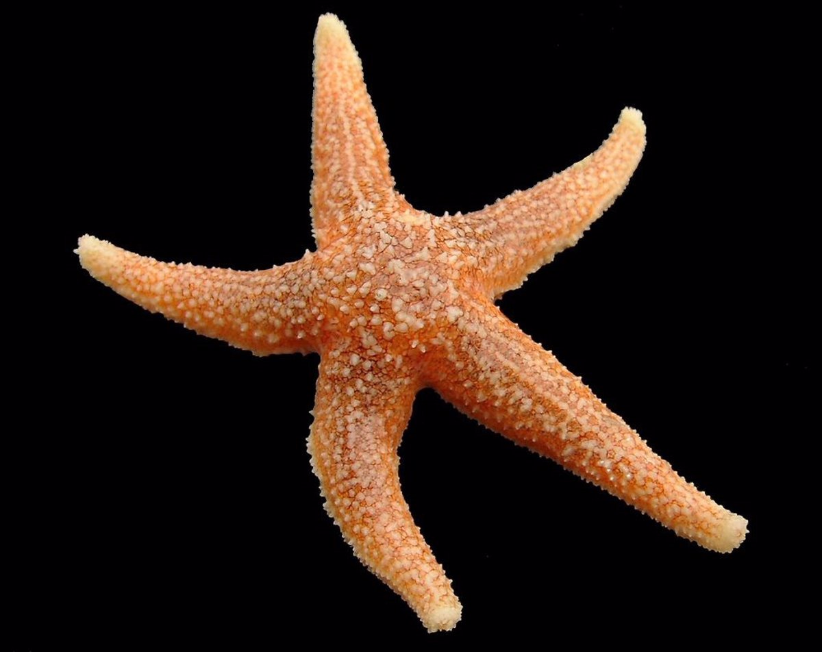 Señales químicas inhiben el apetito en estrellas de mar como en humanos