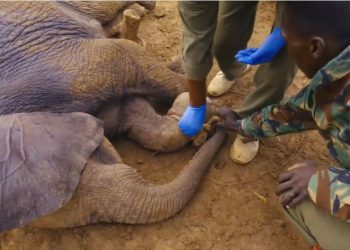 Conmovedoras imágenes del rescate de una cría de elefante atrapada en una trampa puesta por cazadores furtivos en Kenia
