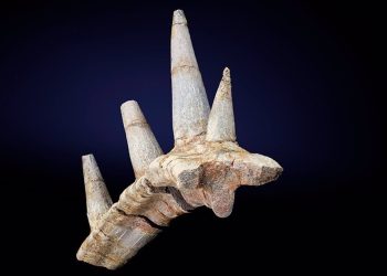 Un collar fósil de púas blindadas revela un dinosaurio nunca visto