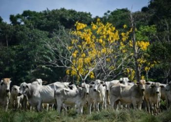 Detectan en Brasil dos casos atípicos de ‘vacas locas’