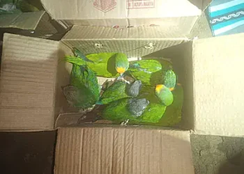 Un total de 28 loros amazónicos fueron rescatados por Pofoma. FOTO: Pofoma