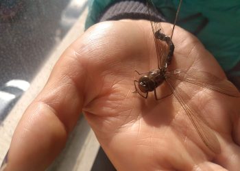 insecto_volador