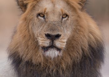 Seis leones fueron muertos