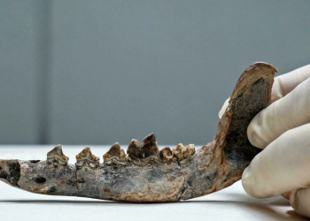 Perros y amos podrían haber habitado Centroamérica desde hace 12.000 años