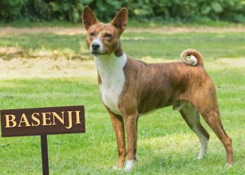 La contención de este emocionado perro al conocer a un bebé de ocho meses es digno de admiración