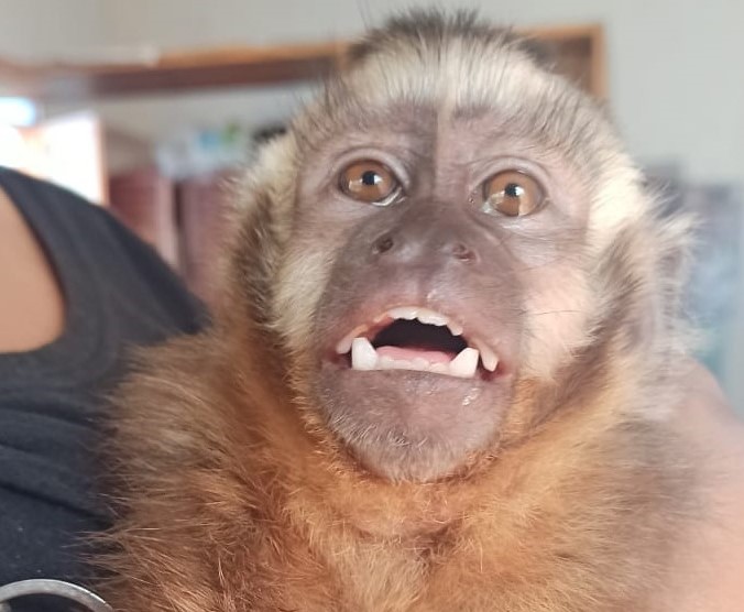 Tití
