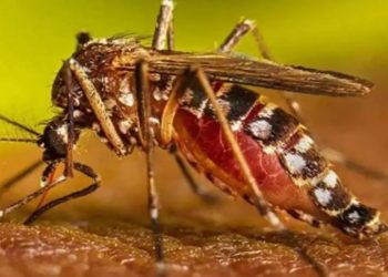 ¿Qué es la fiebre amarilla? Conozca las características de la enfermedad que causó ya una muerte en el país