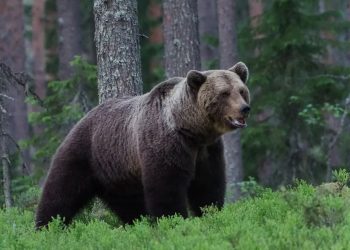 Vecinos y especialistas piden la identificación y la eutanasia del oso. Foto: AFP