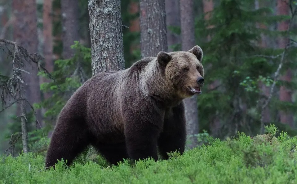 Vecinos y especialistas piden la identificación y la eutanasia del oso. Foto: AFP