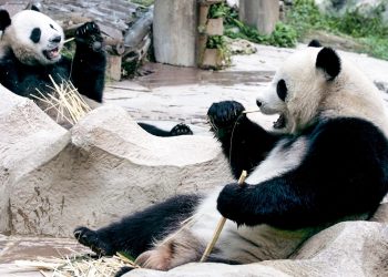 La panda gigante Lin Hui (derecha), la última de los tres que Tailandia poseía. Foto: AFP