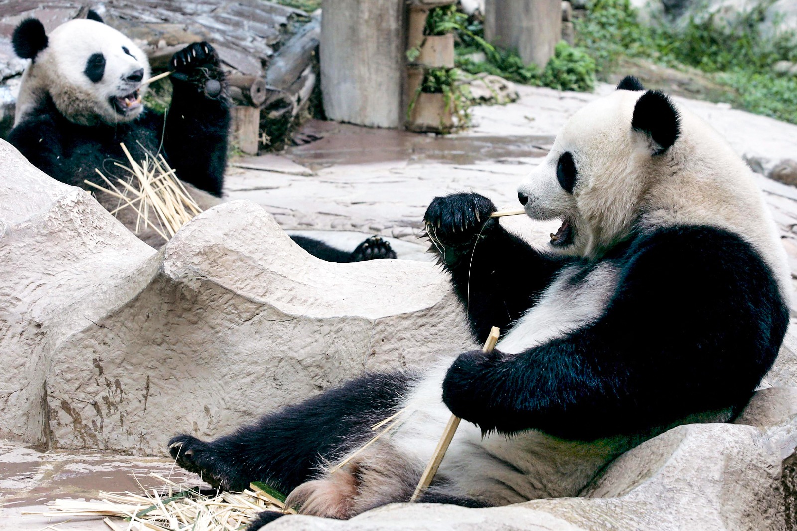 La panda gigante Lin Hui (derecha), la última de los tres que Tailandia poseía. Foto: AFP