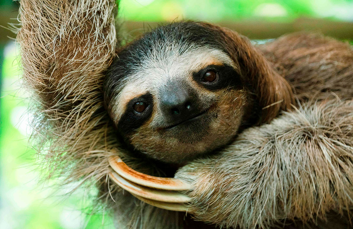 perezozo_en_costa_rica.jpg