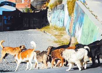 Según el Programa Nacional de Zoonosis del Ministerio de Salud, en el país existe un nivel elevado de población canina.