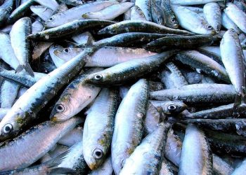 Sardinas y arenques, amenazados de extinción por el cambio climático