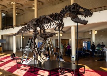 El esqueleto ensamblado de Tiranosaurio Rex. Foto: AFP
