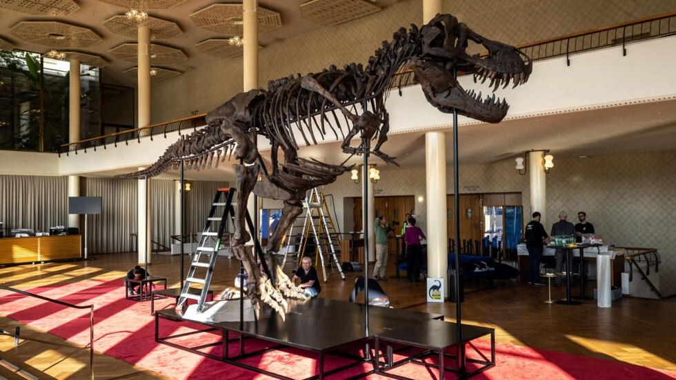 El esqueleto ensamblado de Tiranosaurio Rex. Foto: AFP