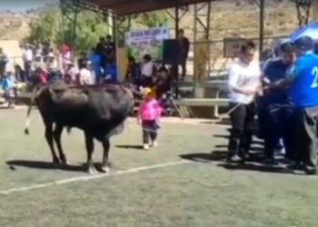 Un toro ‘criollo’ en Cochabamba embiste a una niña; la menor se recupera en un hospital