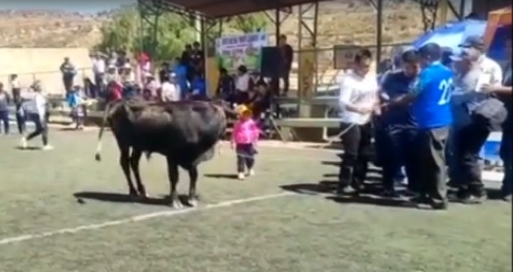 Un toro ‘criollo’ en Cochabamba embiste a una niña; la menor se recupera en un hospital