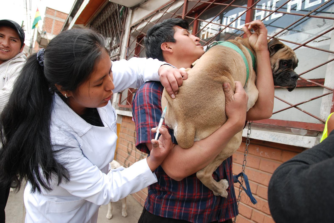 Alcaldía de El Alto vacunará este sábado contra la rabia a perros y gatos
