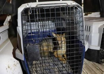Atrapan a zorro criado como perro que escapó hace una semana en Lima